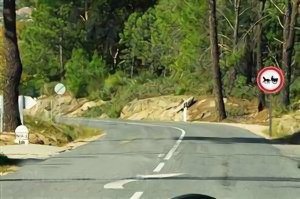 Portugal Driving License