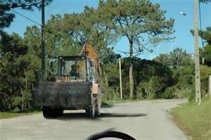 Portugal Driving License