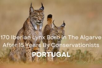 Iberian lynx born In The Algarve