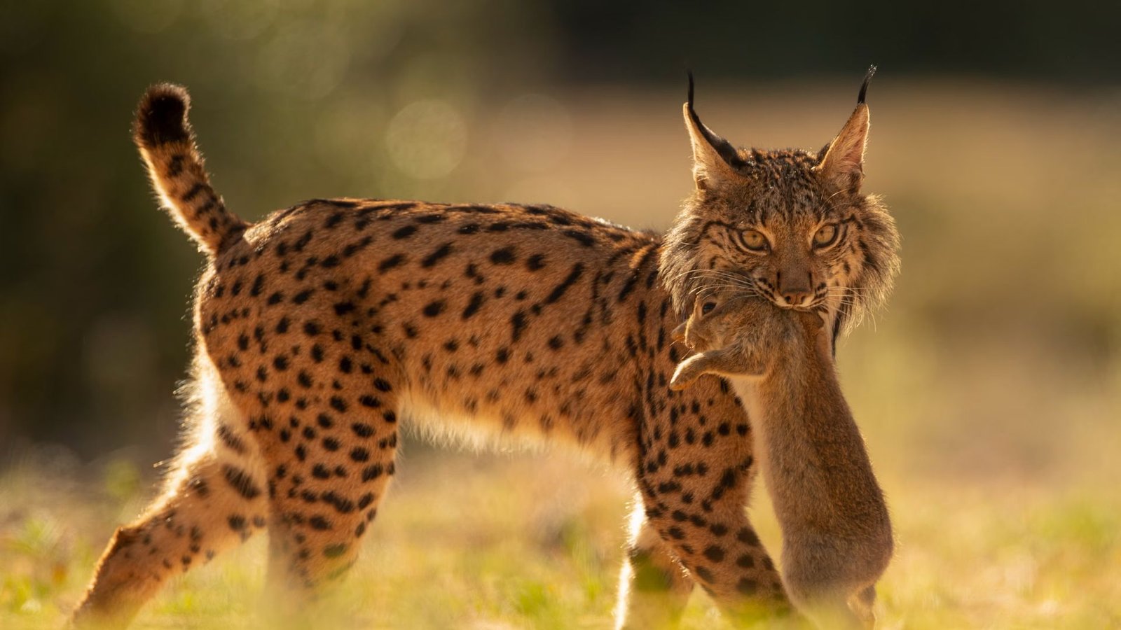 Iberian lynx born In The Algarve